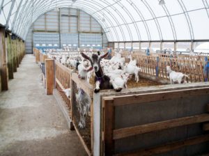 CC Series 52 x 144 Goat Barn