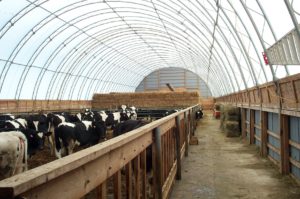 CC Series 52 x 200 Cattle Barn