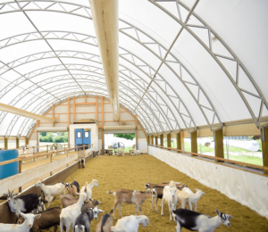 CC Series 52 x 80 Goat Barn Fabric Structure