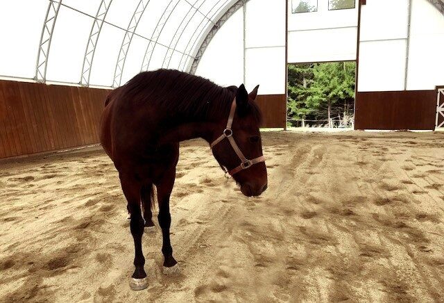 Fabric Structures for Horse Health