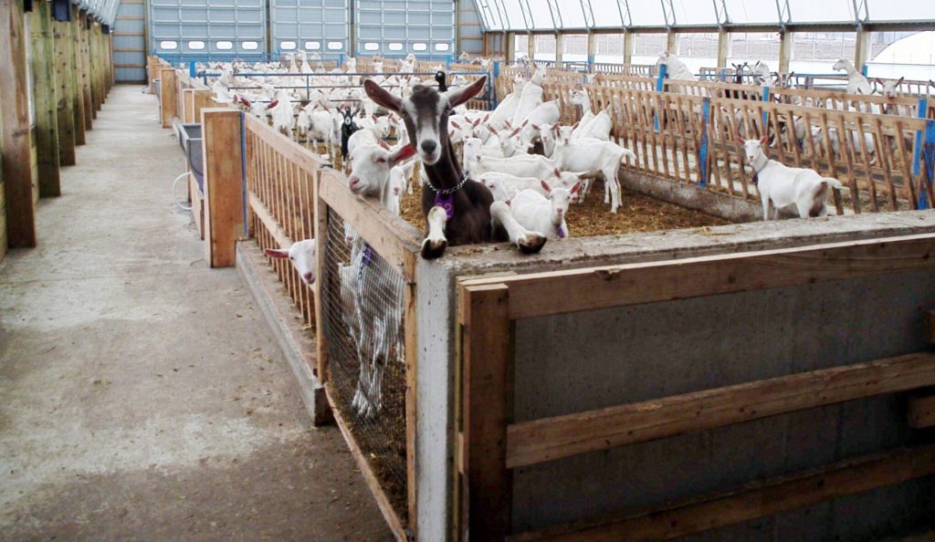 ccseries_52x144_goats_2ends_wood