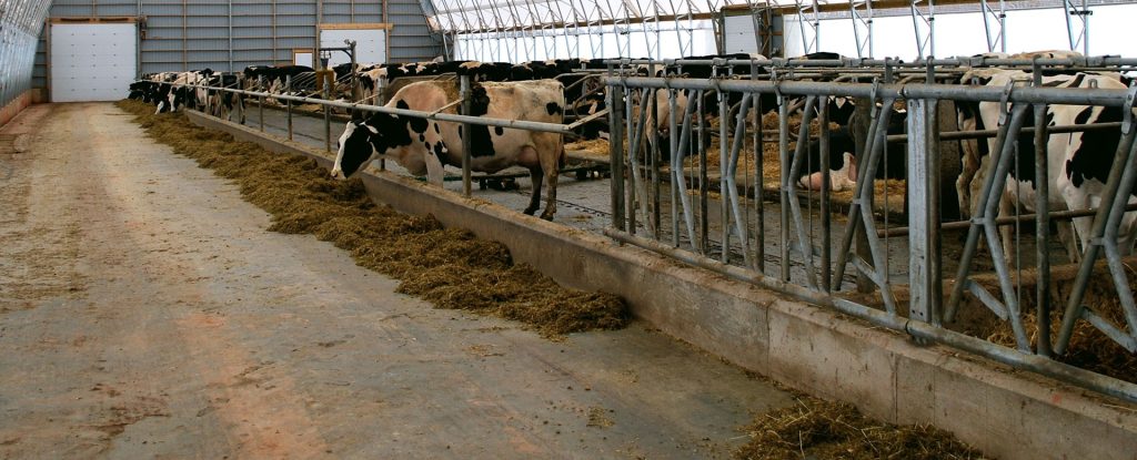 header-dairy-farm